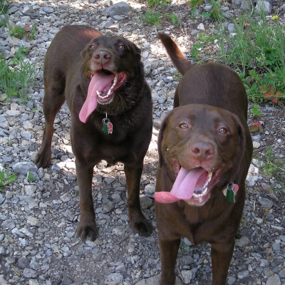 Cooper & Bailey
